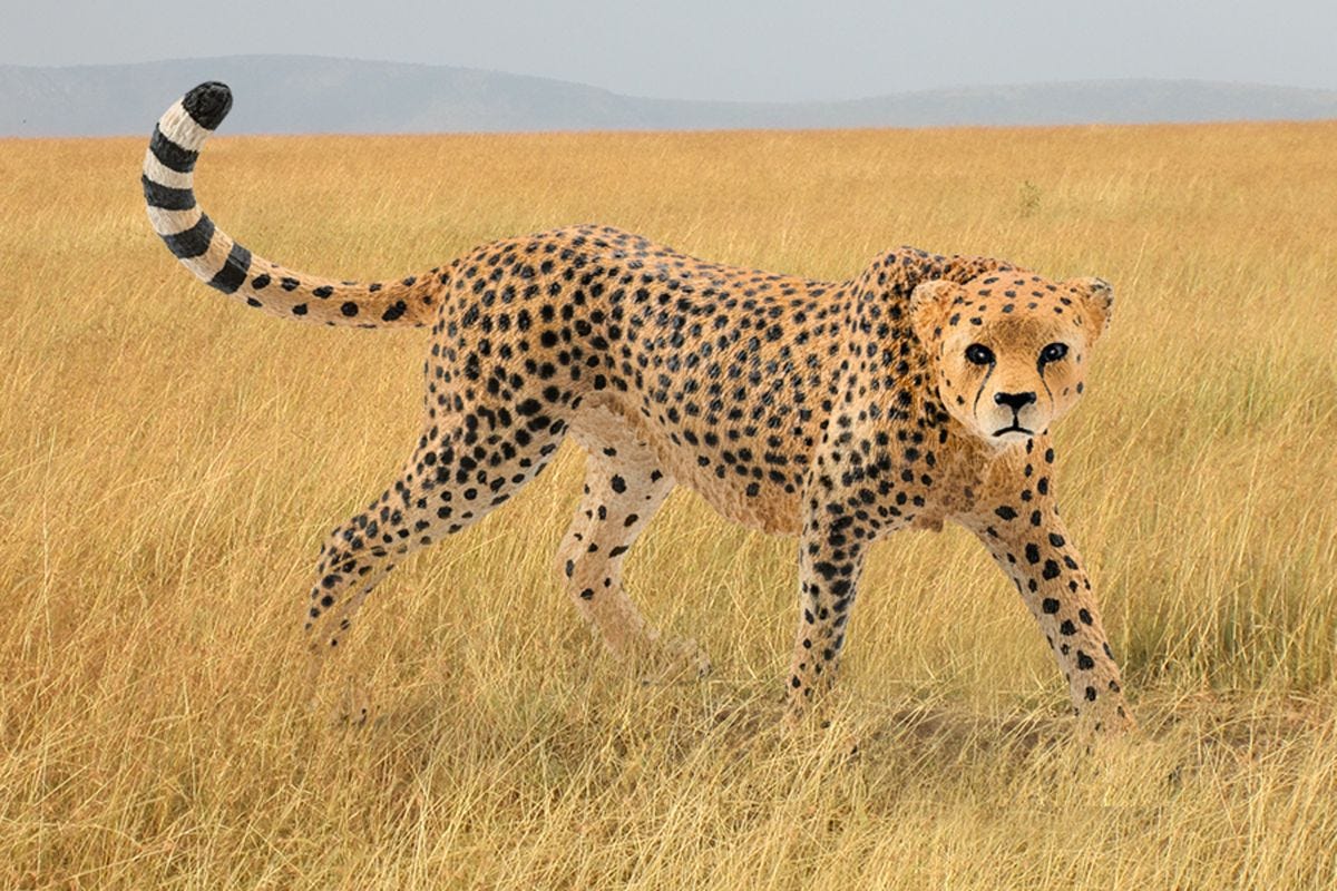 Cheetah Female