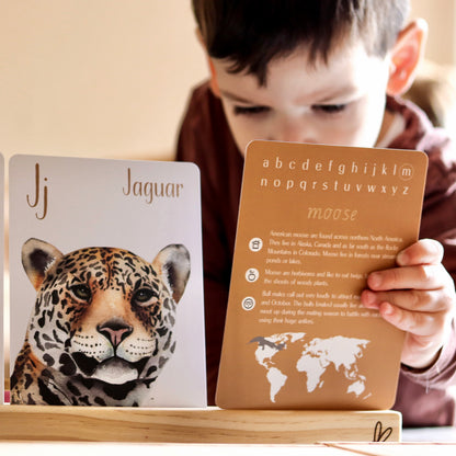 Flash Cards - Animal Alphabet