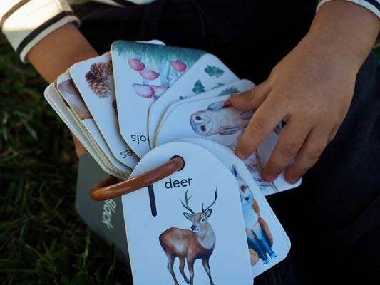 Flash Cards - Woodland Colours and Counting - Ringed