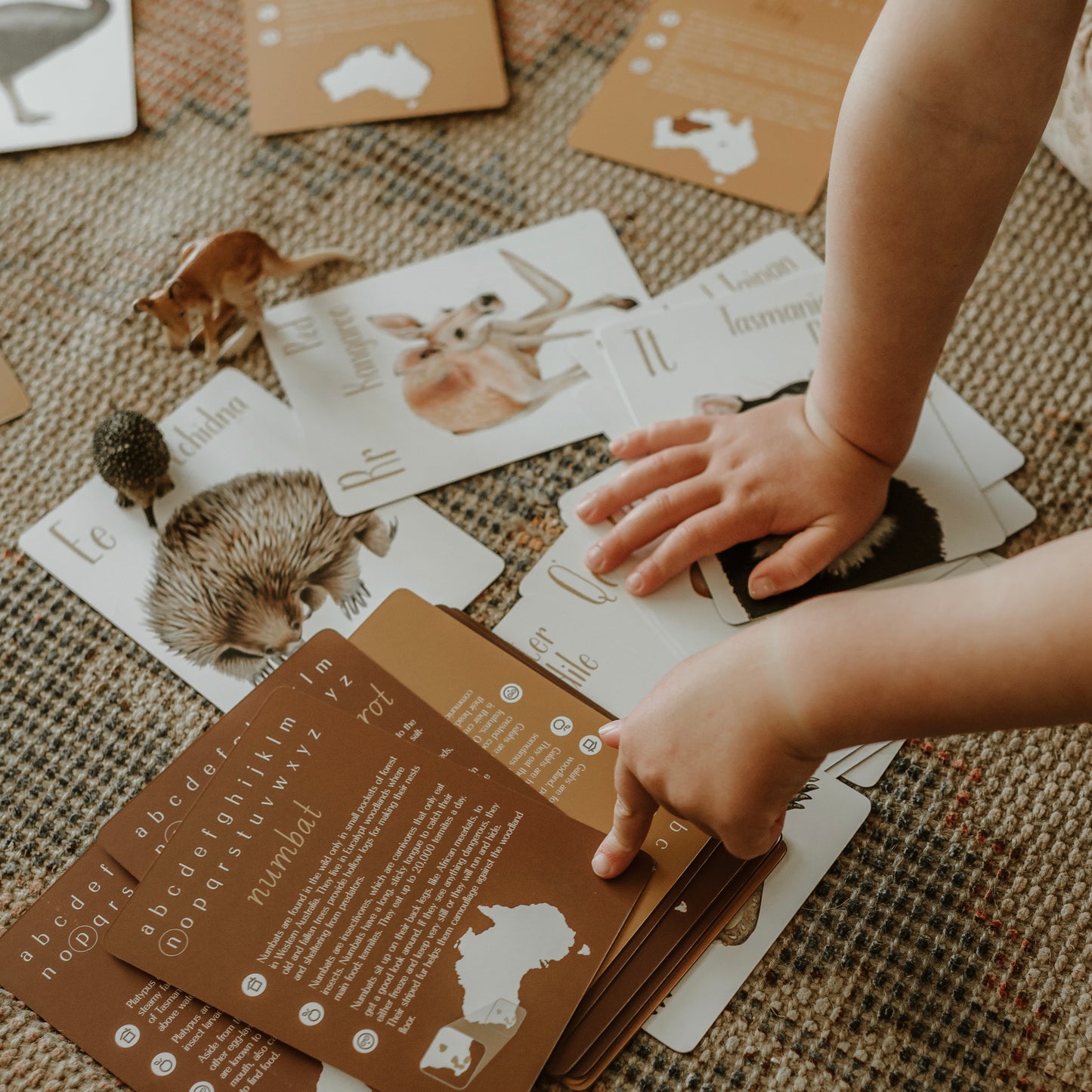 Flash Cards - Australian Animal Alphabet