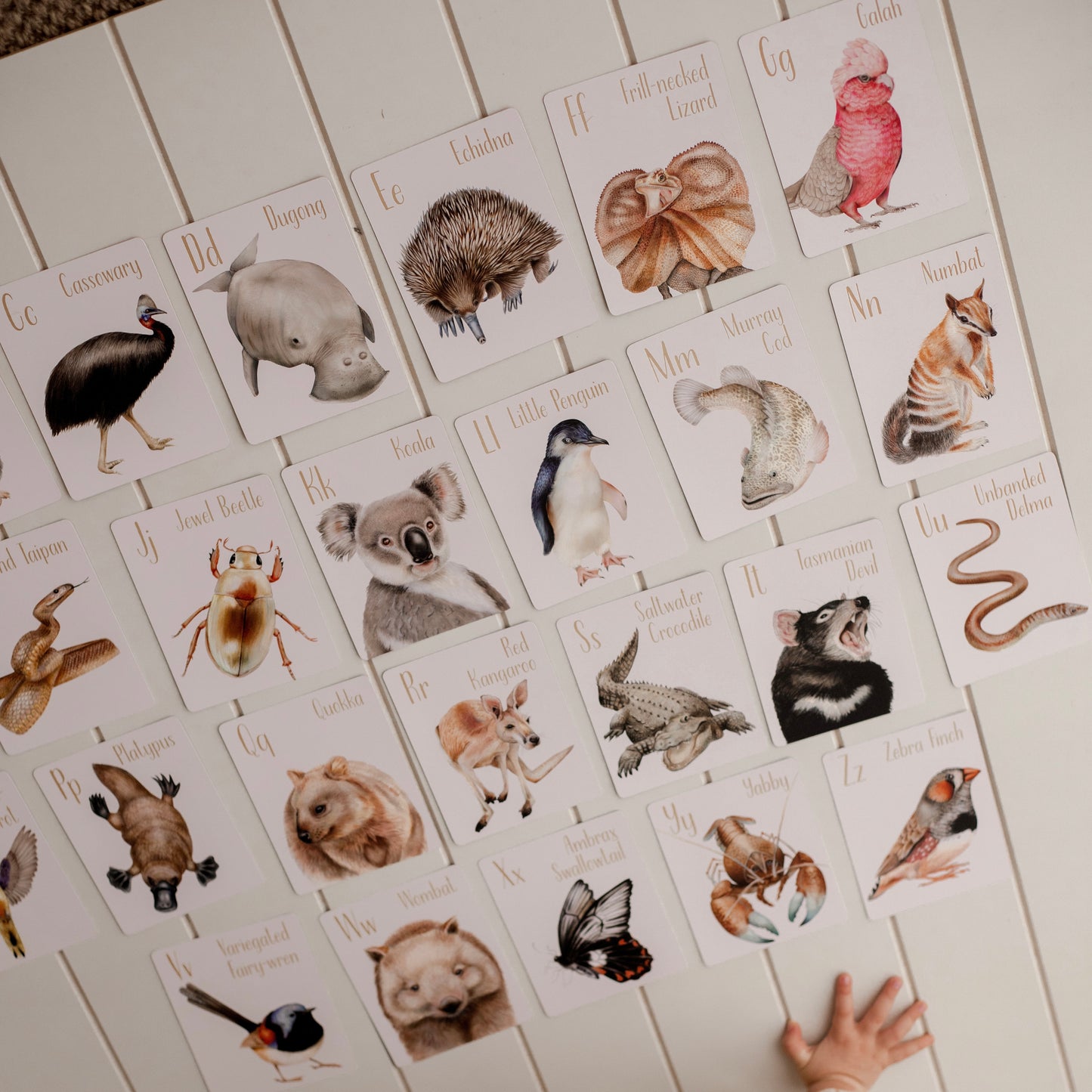 Flash Cards - Australian Animal Alphabet