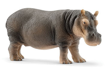 Hippopotamus