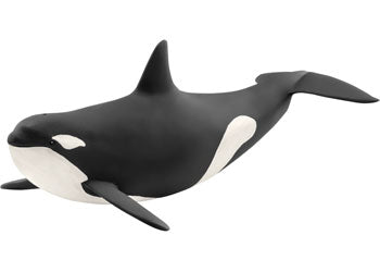 Orca Whale